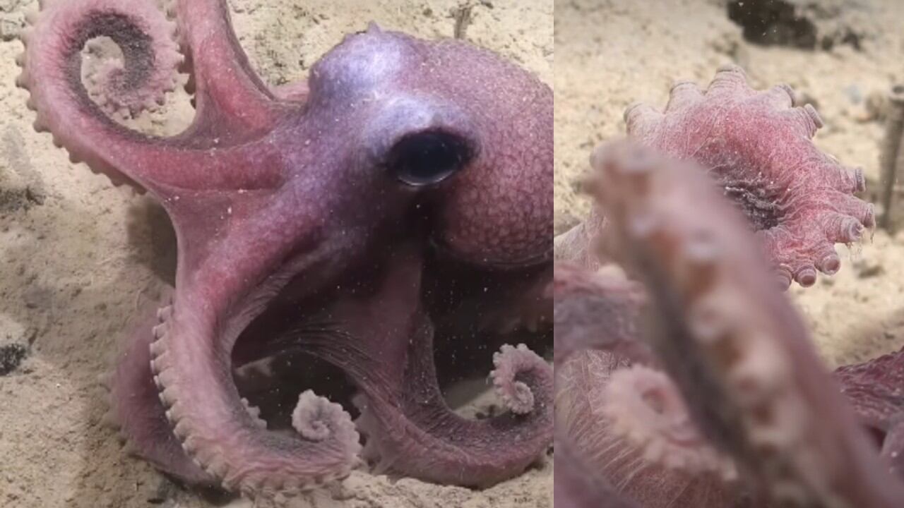 Esta especie de pulpo carece de sacos de tinta por la falta de luz en su hábitat bajo los 2.000 metros de profundidad.