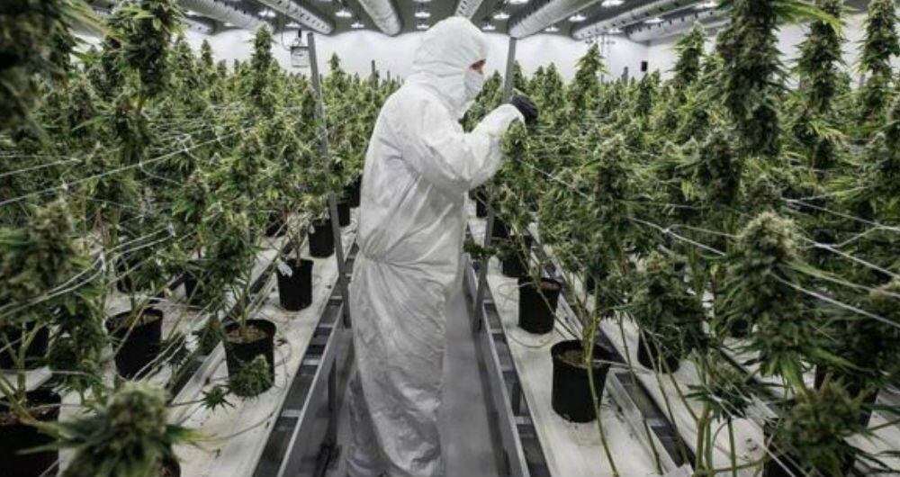 El proyecto propone que se regule el cannabis de uso adulto.