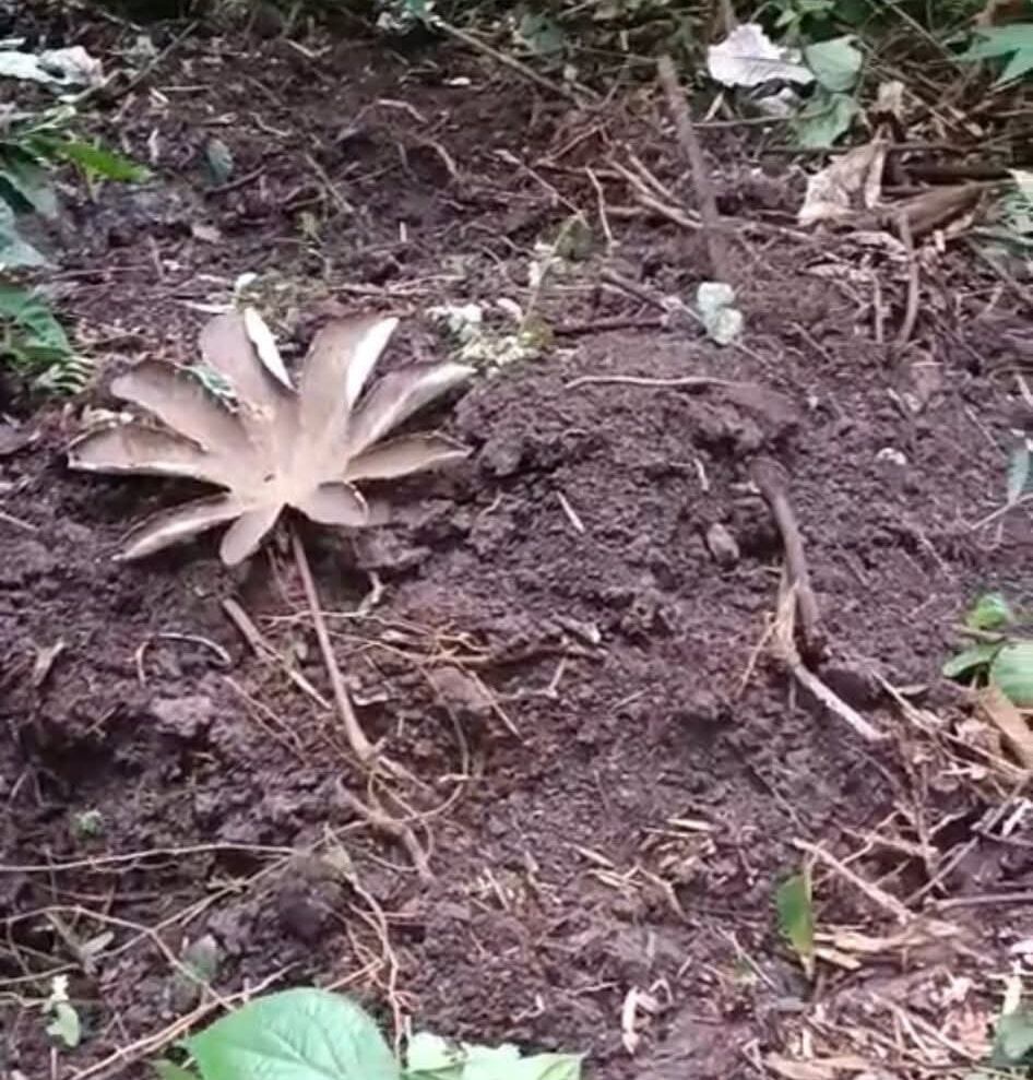 En este lugar de la finca fueron hallados los restos de la pareja de adultos mayores asesinados en Algeciras, Huila.