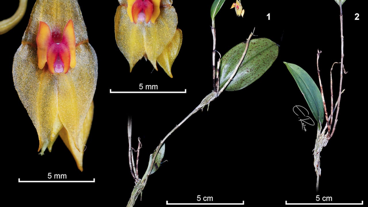 "Aunque Colombia es el país con mayor diversidad de orquídeas del mundo, los investigadores aseguran que todavía existen regiones poco exploradas donde siguen apareciendo plantas nunca antes descritas", afirma Paula Morales.
