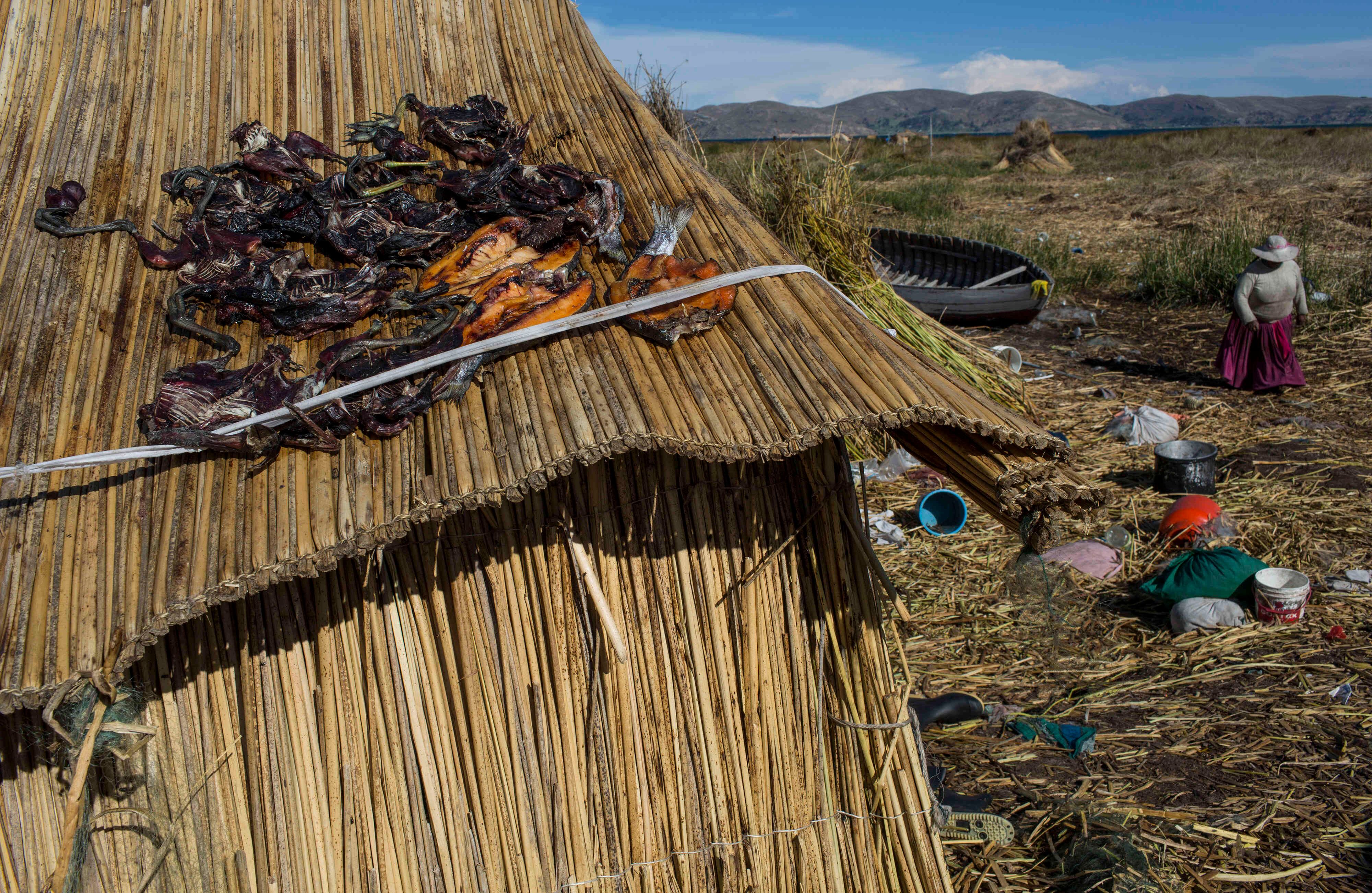 En esta foto del 4 de febrero de 2017, pájaros atrapados y truchas atrapadas se ponen a secar en el tejado de paja de una casa en Kapi Cruz Grande, una aldea en la orilla del lago Titicaca, en la región de Puno, Perú. Un estudio patrocinado por el gobierno realizado en 2014 encontró mercurio, cadmio, zinc y cobre en cuatro tipos de peces (AP Photo / Rodrigo Abd) 