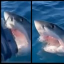 Un tiburón blanco acechó durante una hora el bote en que se desplazaba una familia cerca a las costas de Australia Occidental.