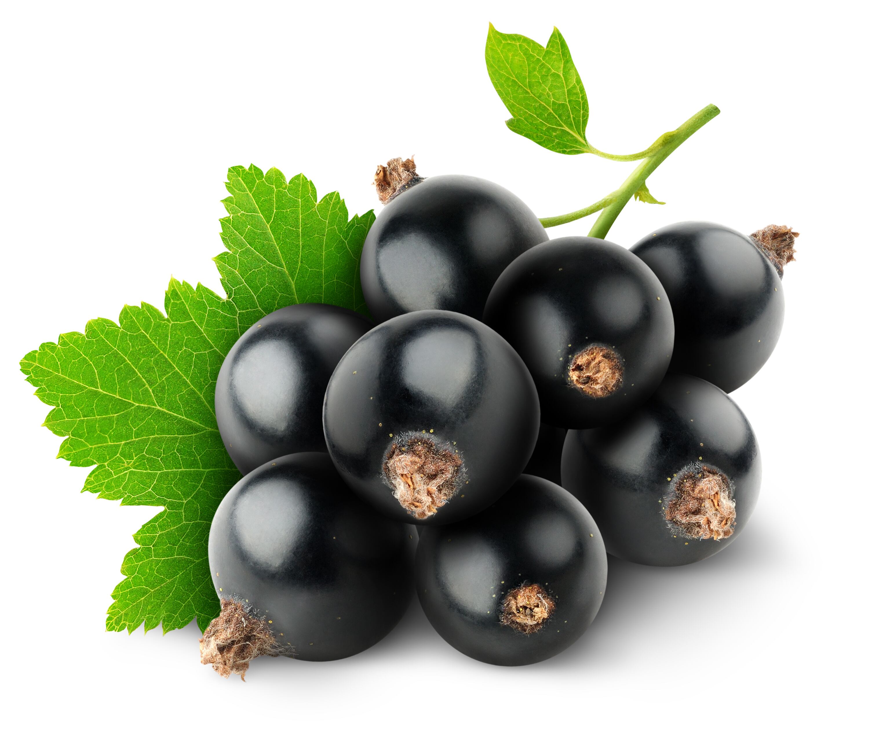 More black currants: