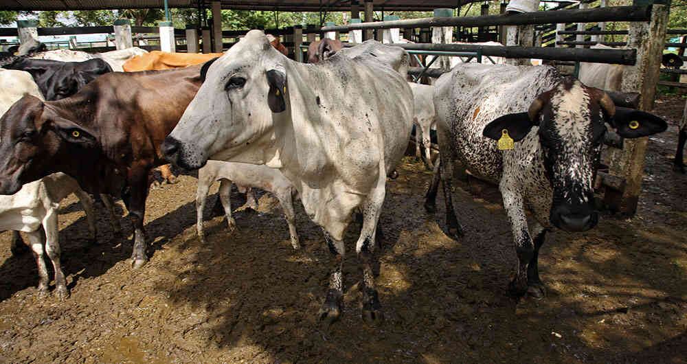 El ganado también se ha visto afectado.