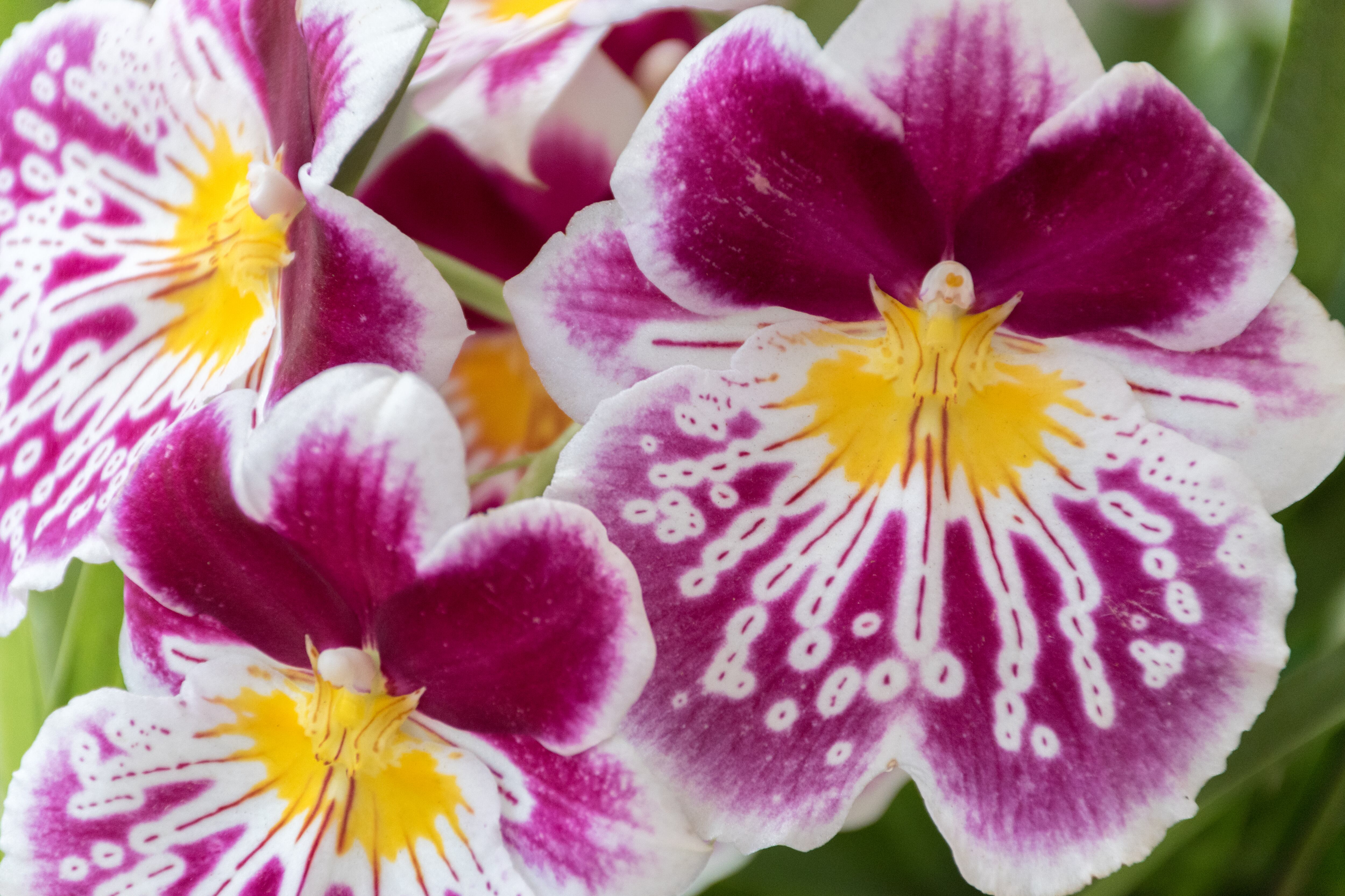 Orquídeas Vanda blancas, moradas y amarillas durante la Feria de las Flores 2019 en el Jardín Botánico Joaquín Antonio Uribe, Medellín, Colombia