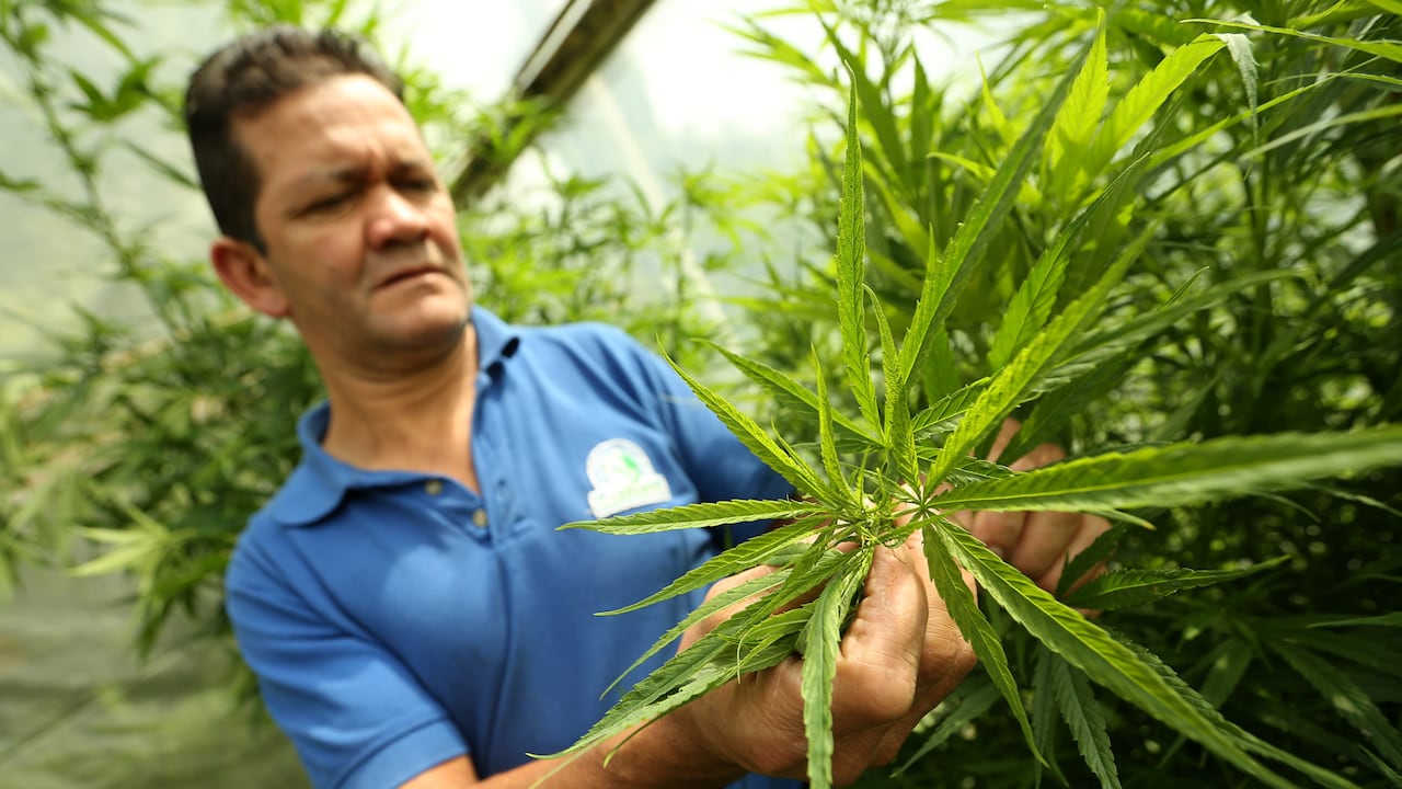 Por lo menos 41 licencias para la investigación, producción y comercialización del cannabis medicinal se han tramitado en Cundinamarca.