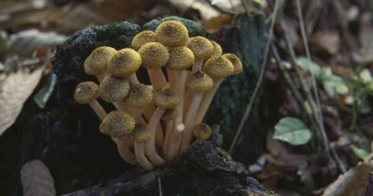 Se está reduciendo la oferta de especies claves para el desarrollo de medicinas. Foto: GETTY IMAGES