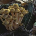 La Armillaria gallica es un tipo de hongo de miel que puede pesar hasta 100 toneladas y vivir más de 1.500 años de edad. Foto: GETTY IMAGES