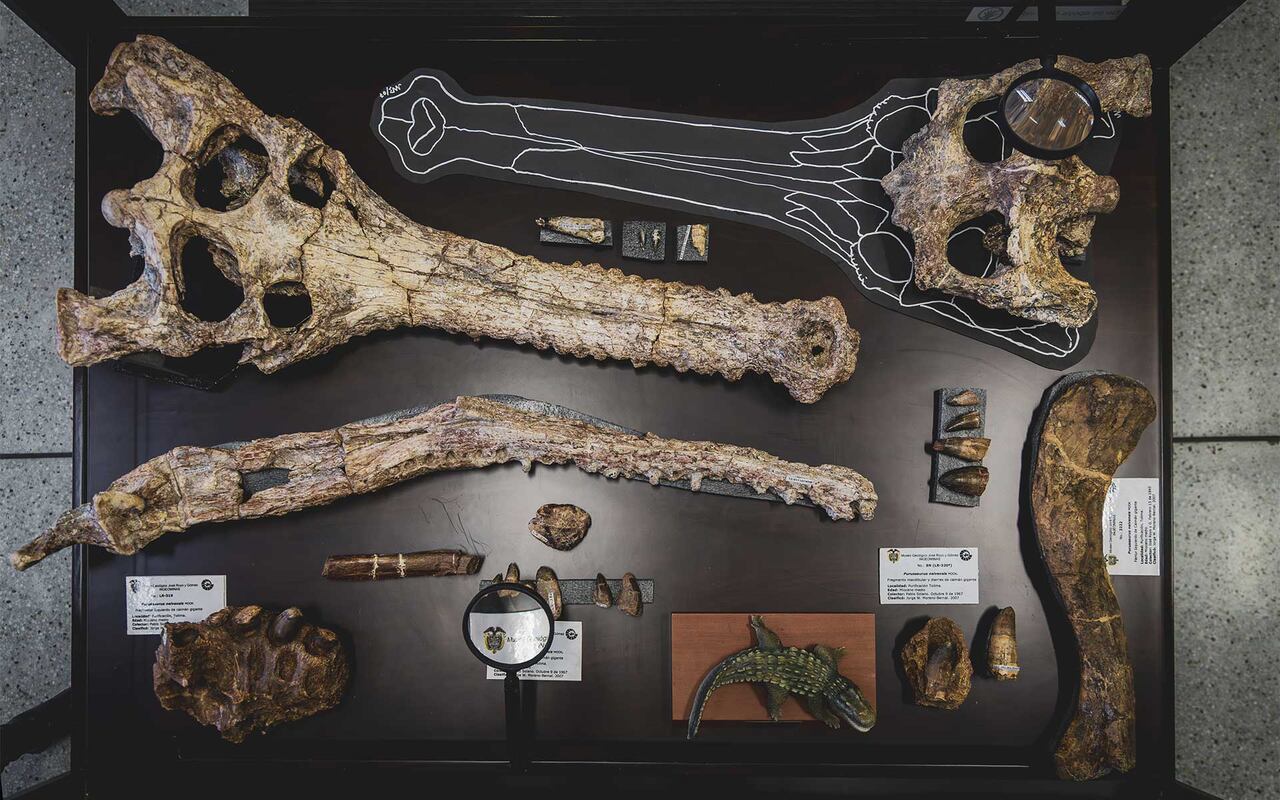 Registros fósiles que han sido encontrados en el yacimiento paleontológico de La Venta y hoy se encuentran en el Museo Geológico Nacional José Royo y Gómez de Bogotá.