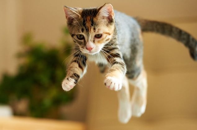 La columna torácica flexible distingue a los gatos al permitirles girar en el aire y aterrizar siempre de pie