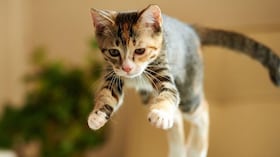 La columna torácica flexible distingue a los gatos al permitirles girar en el aire y aterrizar siempre de pie