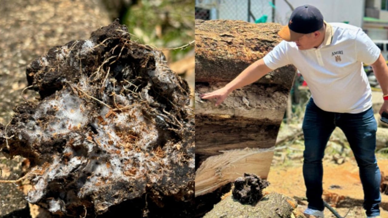 Tala de árboles en Antioquia.