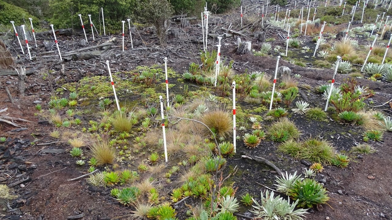 Restauración de páramos en los que habita el pino pátula.