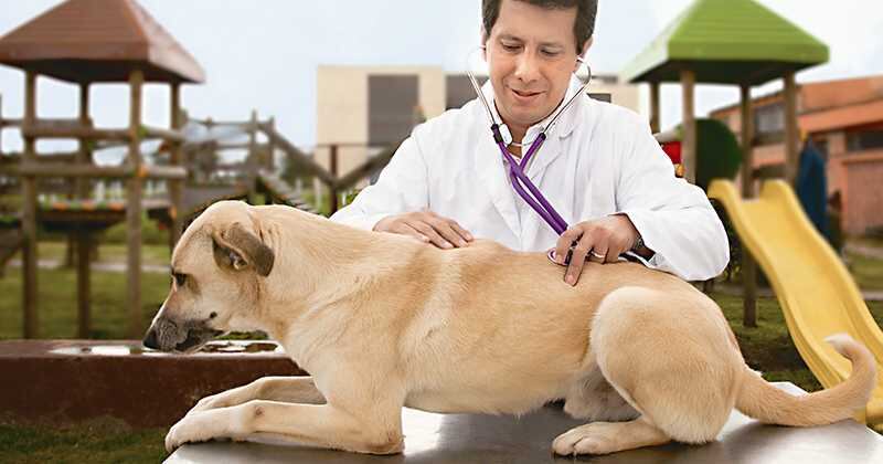 Es clave estar atento a los síntomas de la gripe para llevar el perro a un veterinario. 