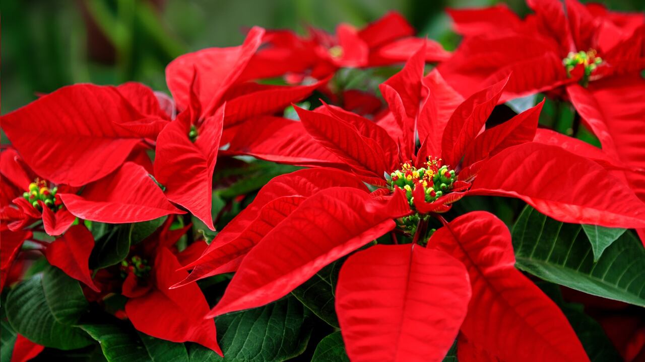 Flor de Pascua es conocida también como poinsettia.