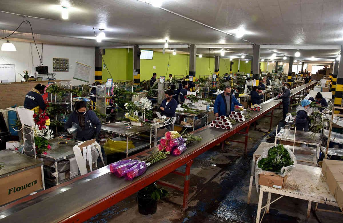Miembros del sector floricultor piden ayuda para conservar trabajos durante cuarentena