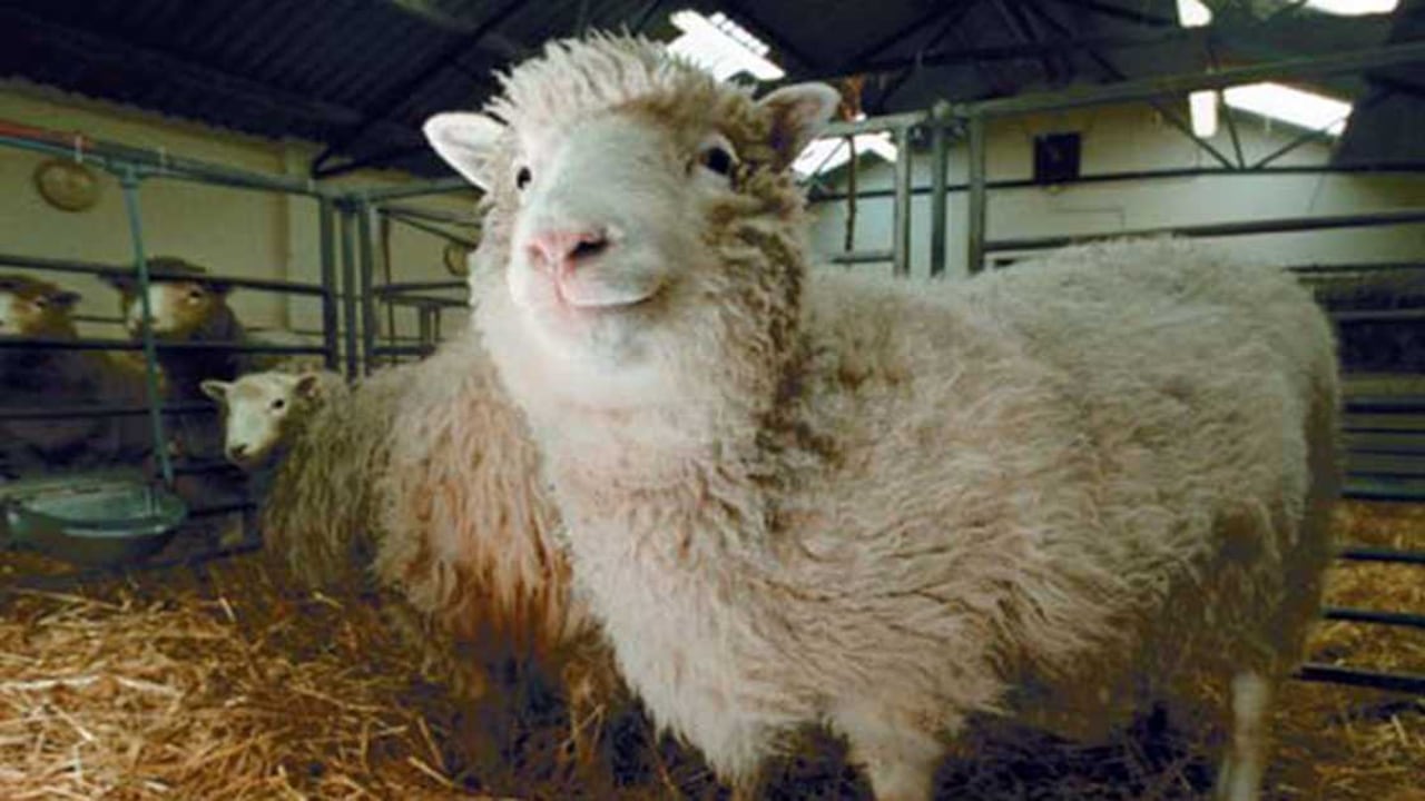 La oveja 'Dolly' fue el primer mamífero en ser clonado de una célula adulta.