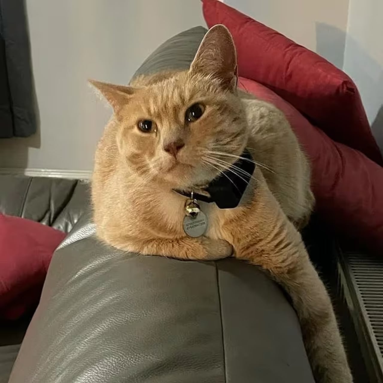 Lincoln el gato