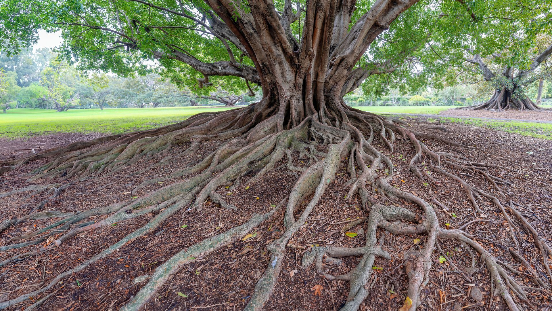 Los árboles más antiguos de alerce albergan una gran diversidad de hongos subterráneos.