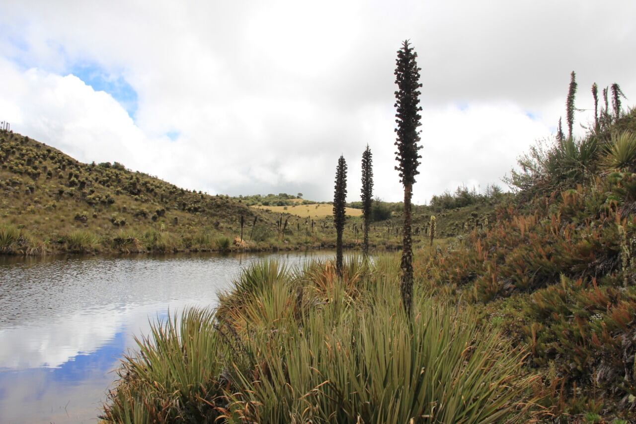 ¿Cómo está el río Bogotá a lo largo de su cuenca?