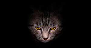 Los gatos ha sido con frecuencia compañeros de los escritores. Se han tomado los relatos de Cortázar y Capote.