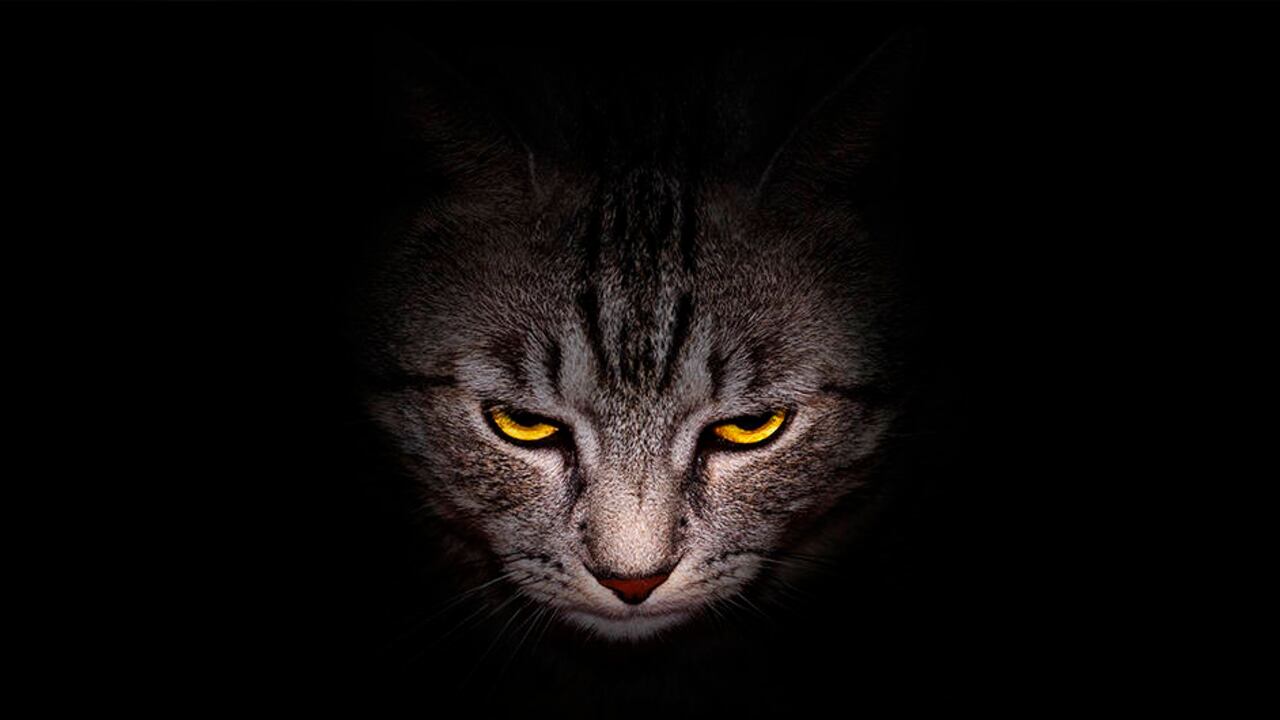 Los gatos ha sido con frecuencia compañeros de los escritores. Se han tomado los relatos de Cortázar y Capote.