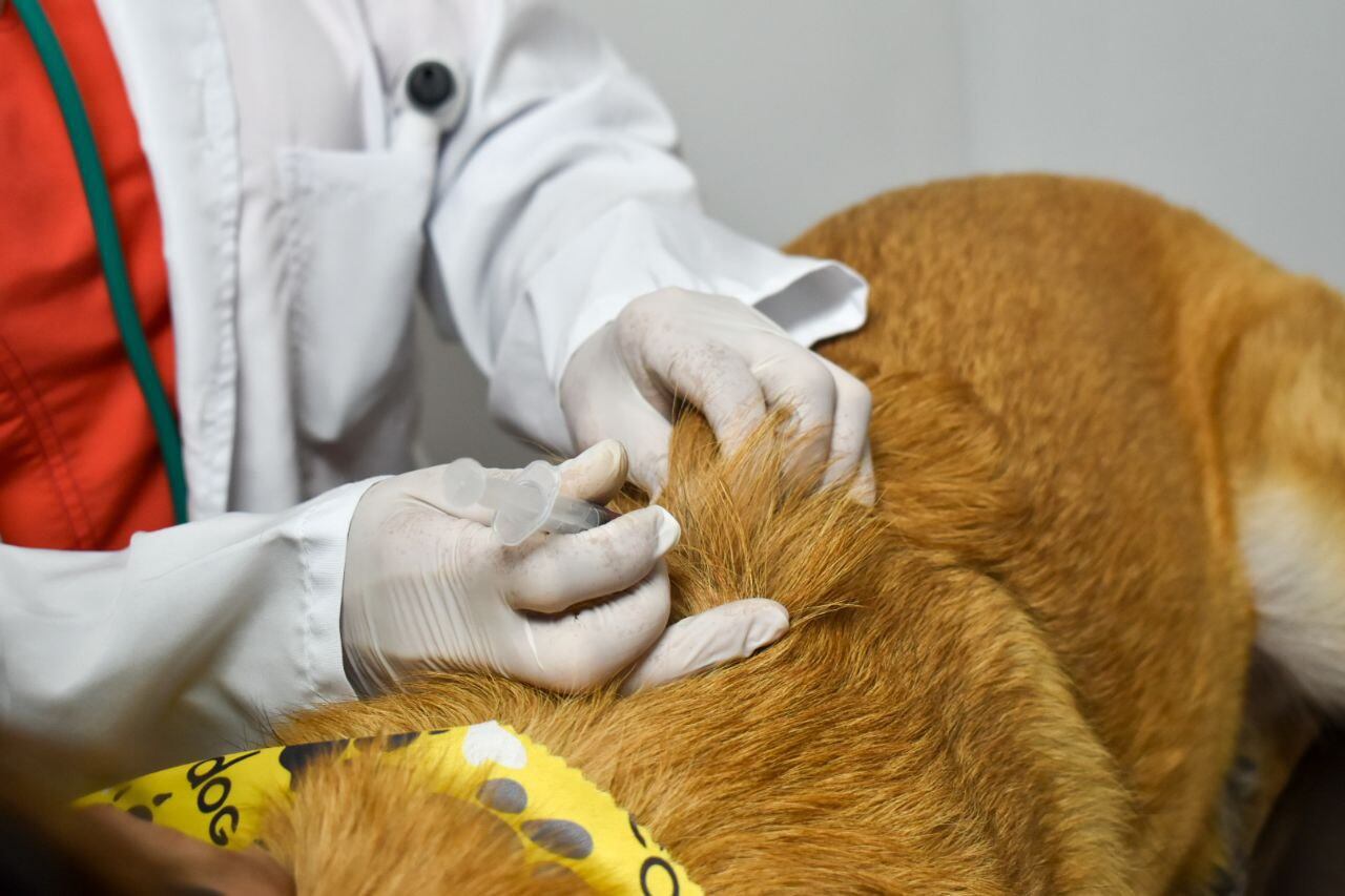 Nuevo centro de atención y protección animal en la localidad de Puente Aranda, en Bogotá.