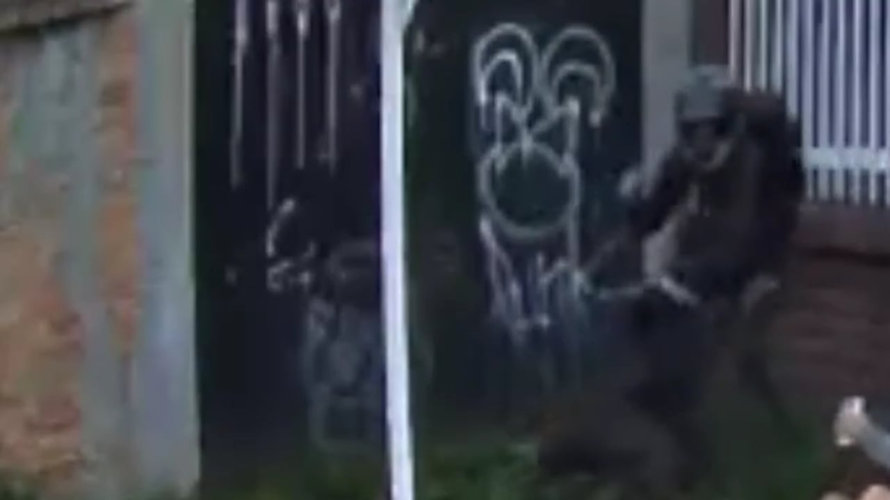 La mascota se dirigió rápidamente a donde estaban atracando a su cuidador.