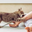 Kitten bites and scratches in a game with a girl. Sharp claws of a kitten and scratched hands of a child.