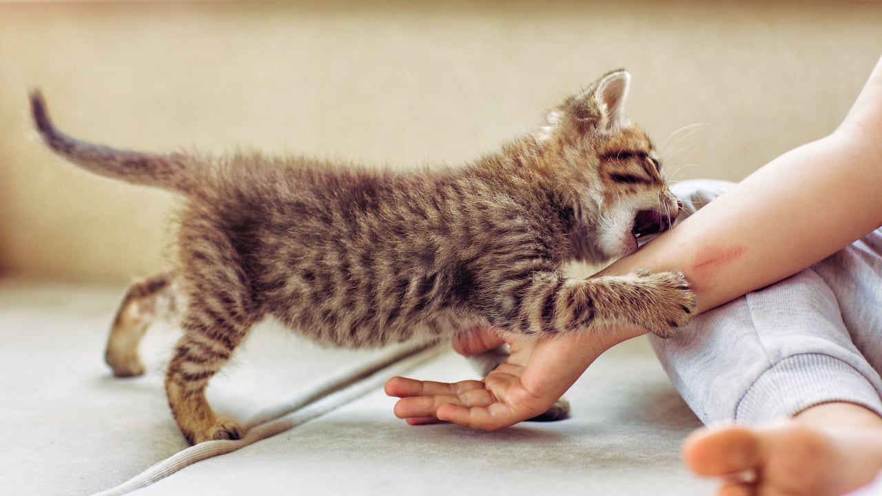 El ronroneo es un fenómeno complejo que se origina en el sistema nervioso central de los gatos.