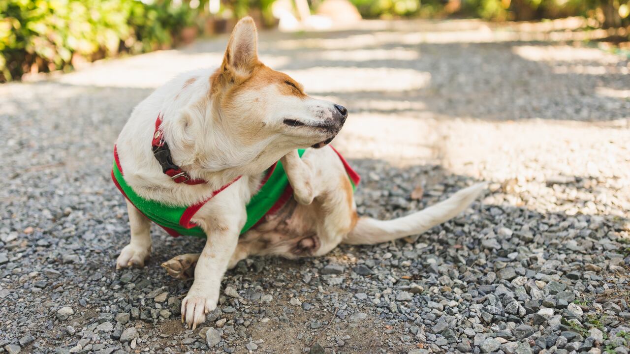 Las pulgas también pican a los gatos.