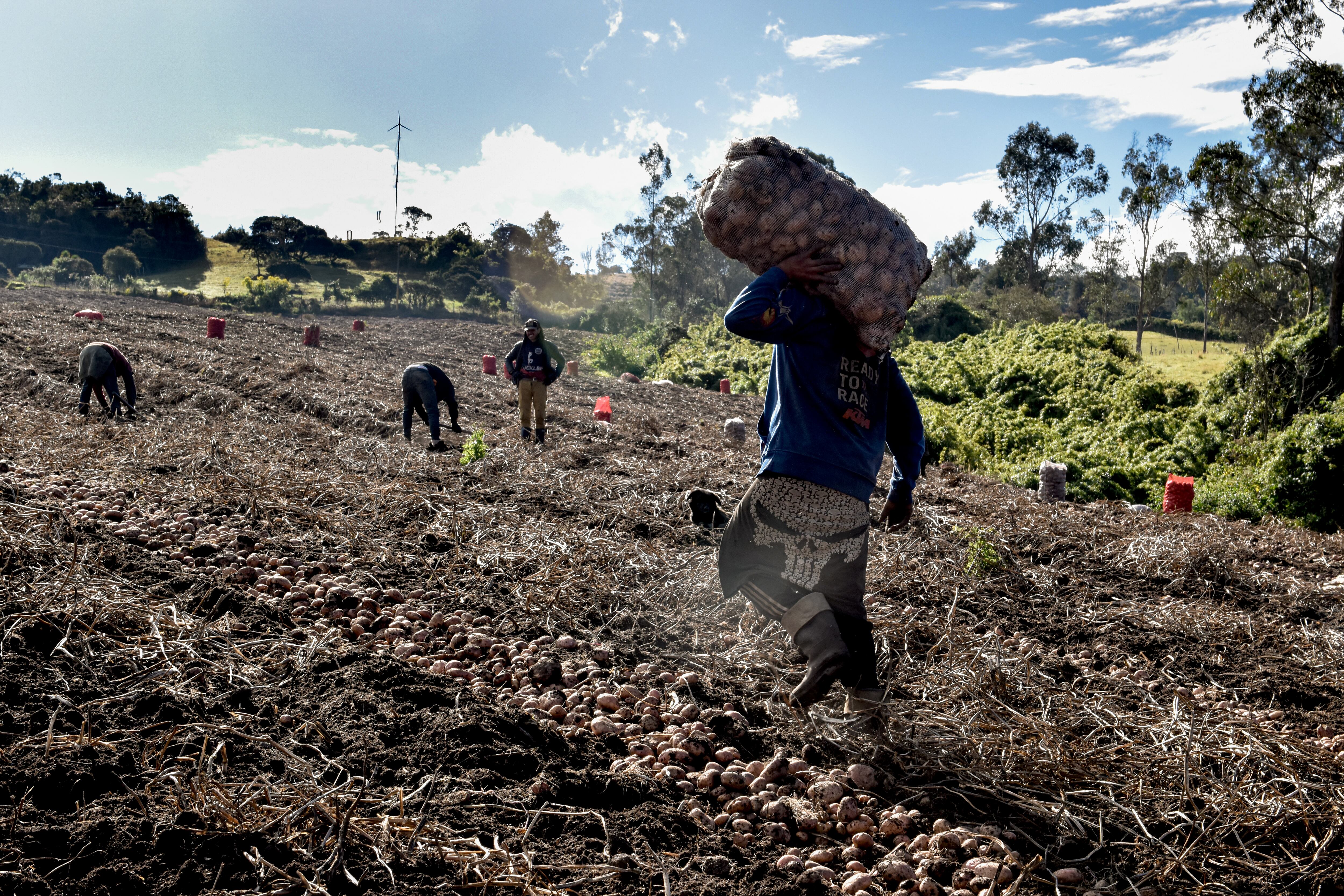 AGRICULTURA PAPA
CULTIVOS DE PAPA EN LA CALERA,