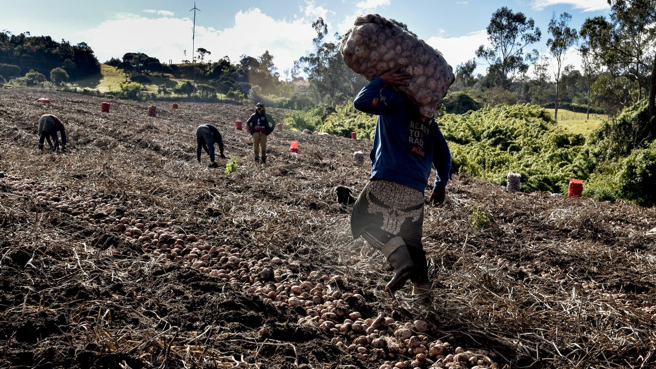 AGRICULTURA PAPA
CULTIVOS DE PAPA EN LA CALERA,