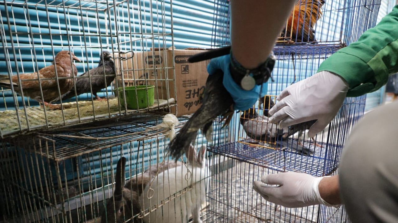 Entre las especies aprehendidas hay palomas de plaza, roedores, aves de granja (patos, codornices y un gallo), aves ornamentales (canarios, pinzones y loros).