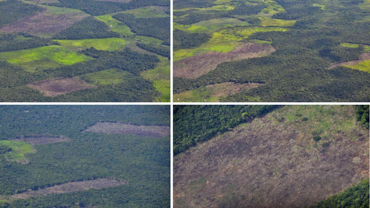 Las selvas del Guaviare y en especial la Reserva Nacional Natural Nukak están afectadas por la tala indiscriminada de árboles. Las imágenes arriba muestran cómo la deforestación se ha tomado la vereda Puerto Cachicamo en San José del Guaviare.
