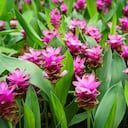 La cúrcuma es una planta a la que se conoce por sus beneficios medicinales.