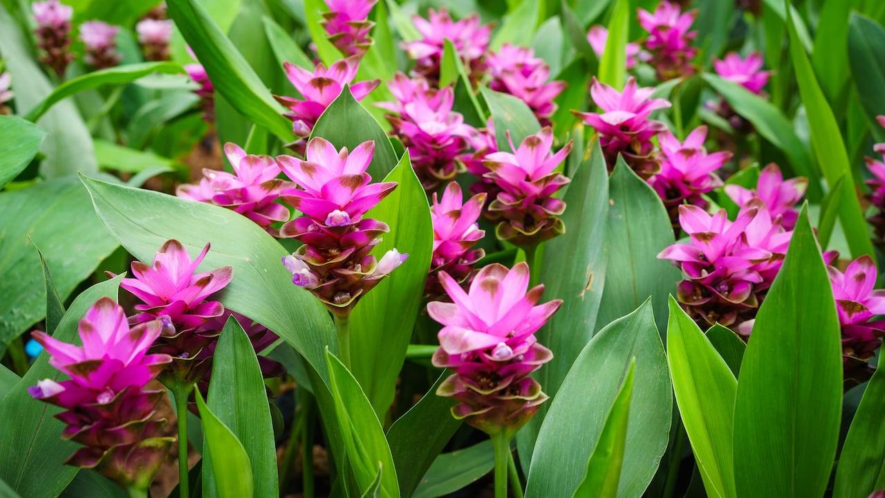 La cúrcuma es una planta a la que se conoce por sus beneficios medicinales.