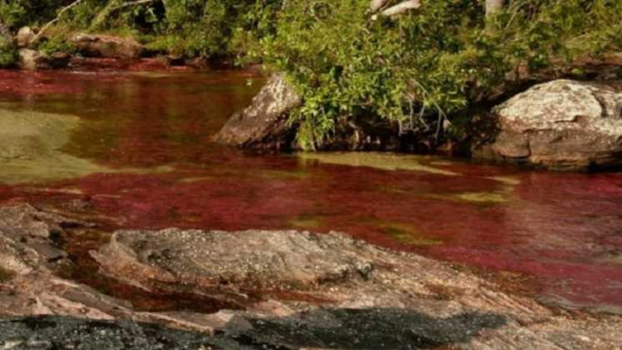 Dependiendo de la época del año, Caño Cristales ofrece una paleta de hasta cinco colores en su fondo, que es un imán para el turismo.