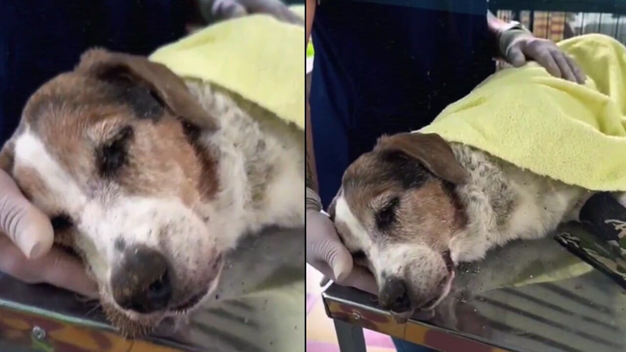 Esperanza fue encontrada por trabajadores de un sector de Itagüí que lograron desenterrarla.