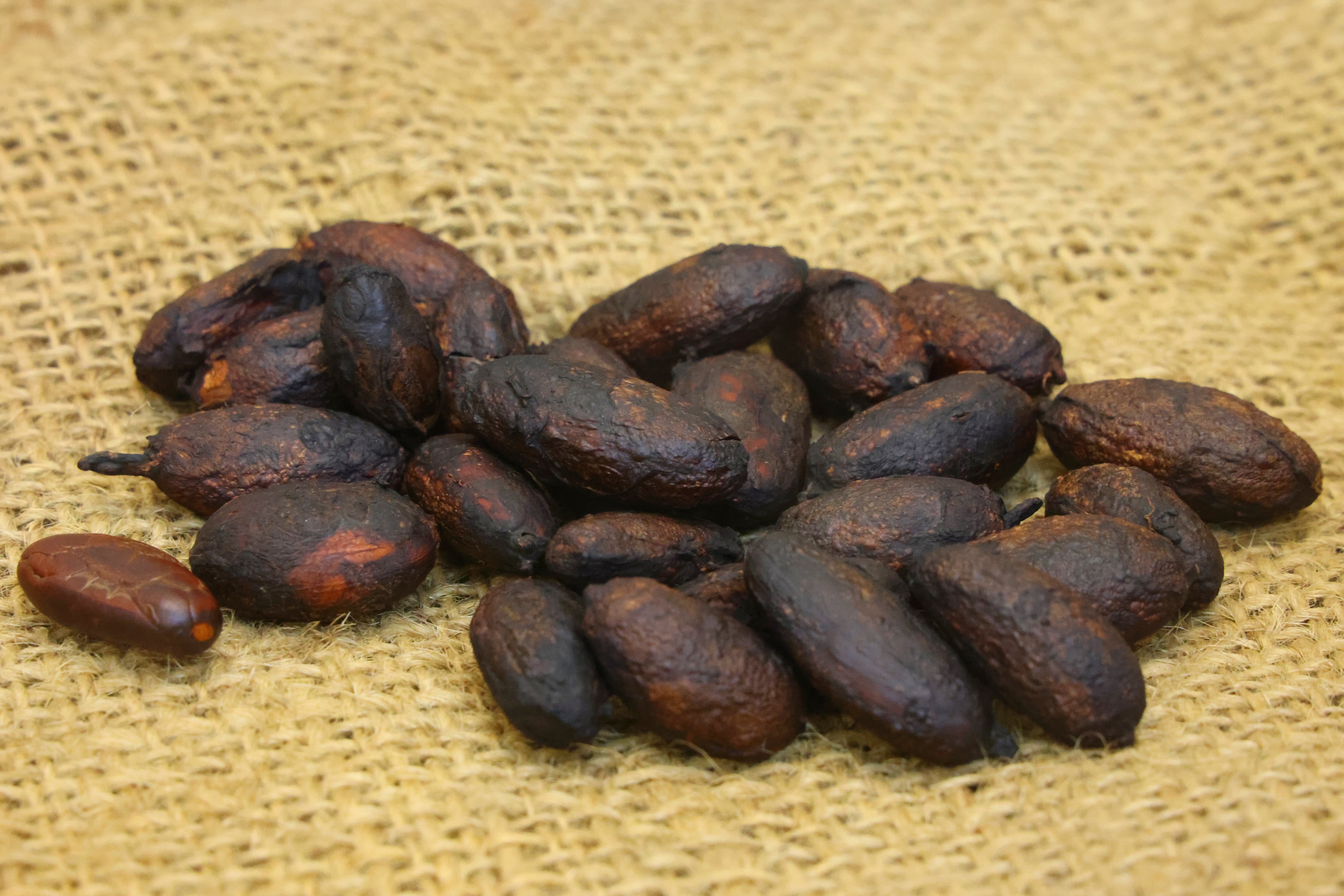 Imagen de referencia del cacao.