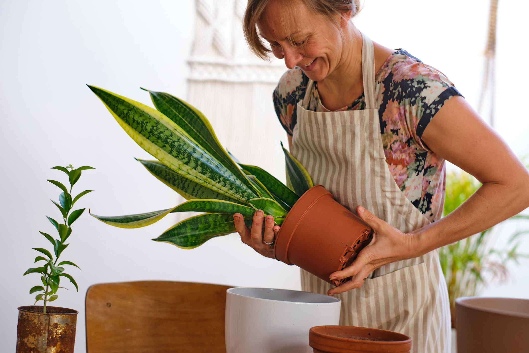La lengua de suegra, una planta conocida por su resistencia y elegancia, puede beneficiarse significativamente del uso de jengibre como fertilizante natural.