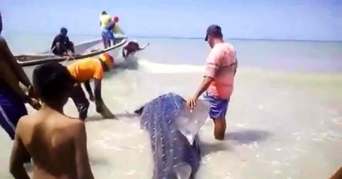 Rescate de tiburón ballena en Manaure, La Guajira.