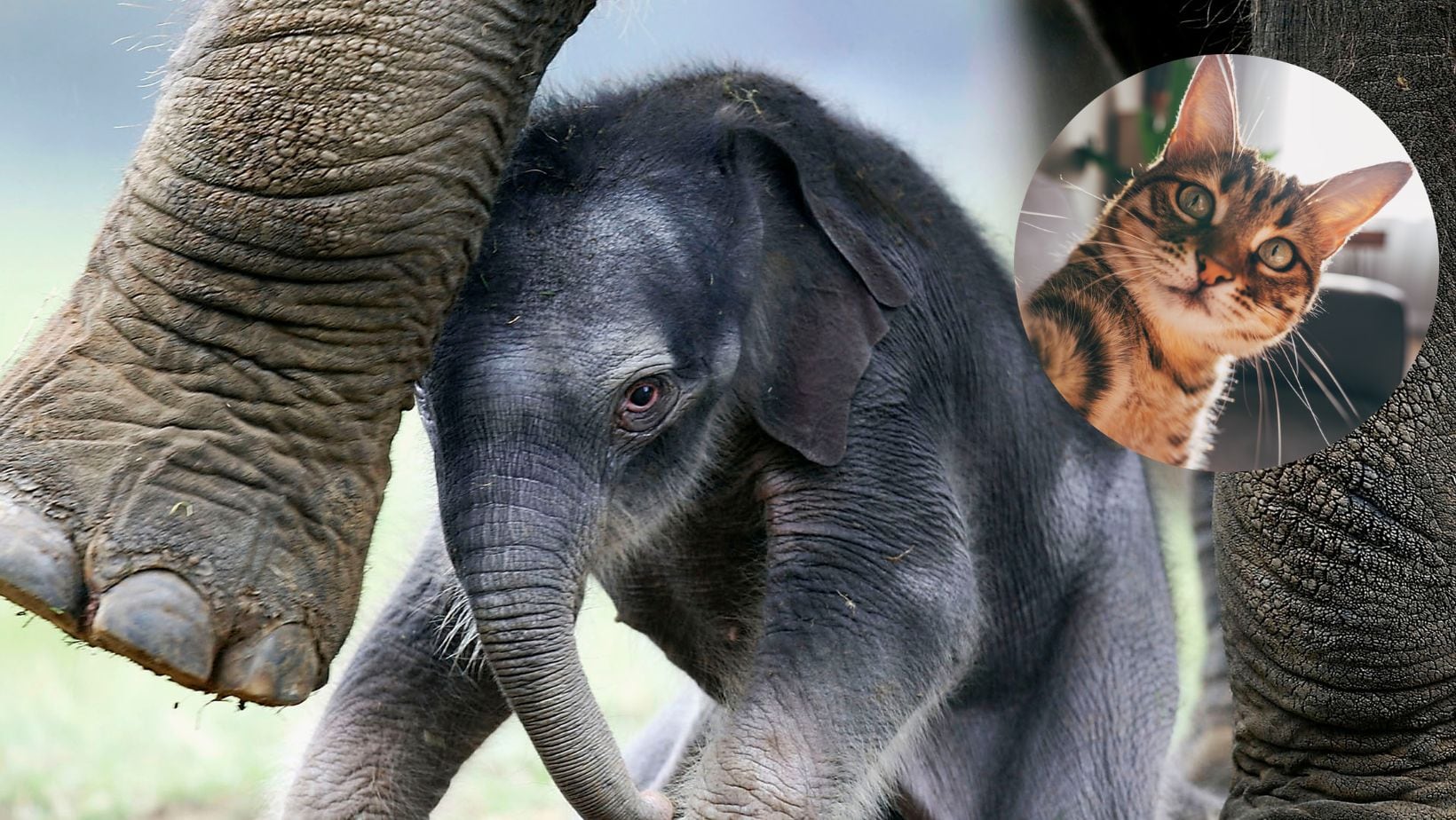 Gato y elefante bebé