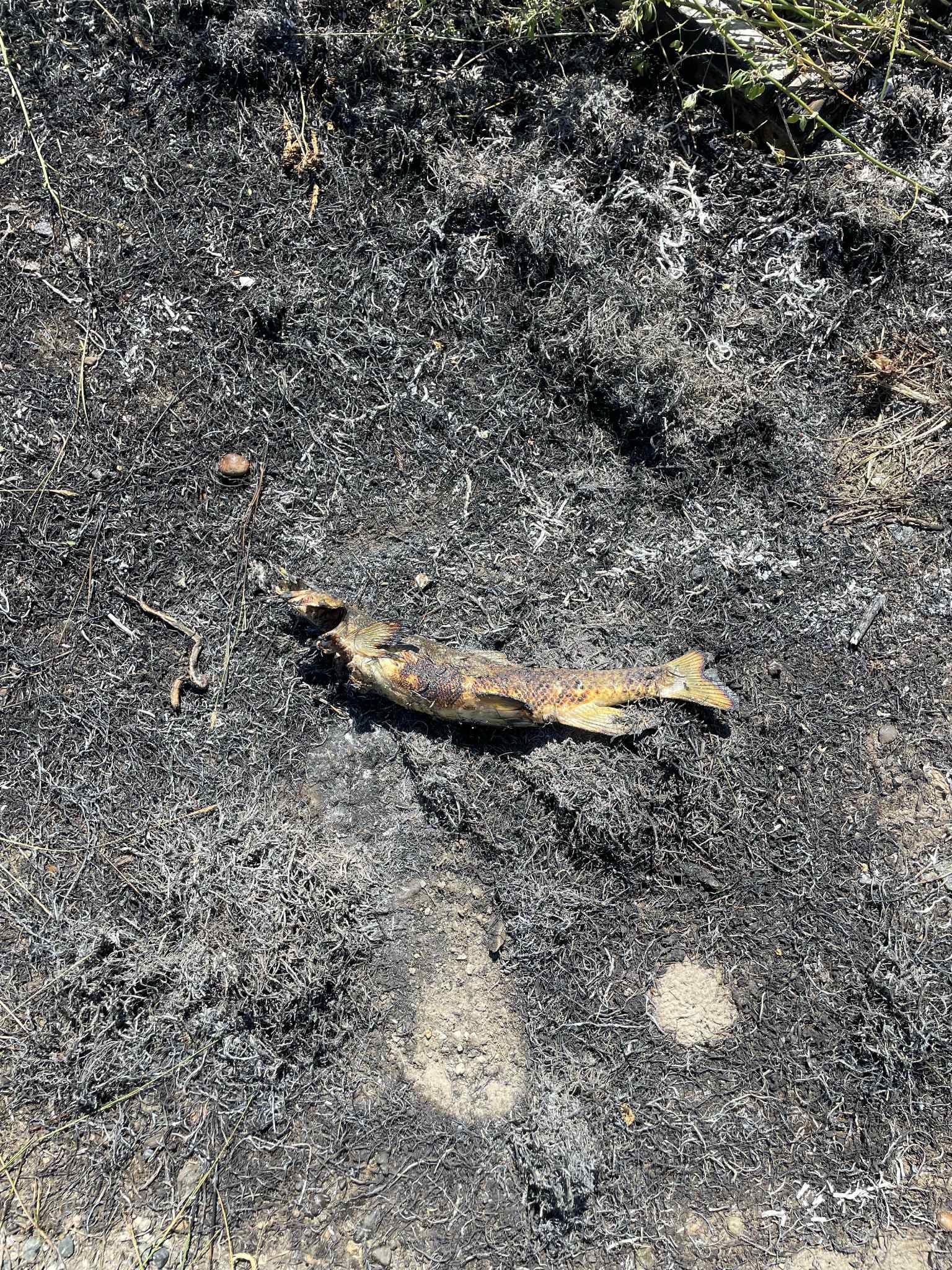 Esta imagen, cortesía del Departamento de Bomberos de Ashcroft, muestra un pez quemado en una zona al este de la Carretera 1, cerca de Ashcroft, Columbia Británica, en el mismo lugar donde se inició un incendio después de que un águila pescadora dejara caer un pez sobre un cable eléctrico, incendiando la hierba seca que se encontraba debajo, según informó el departamento de bomberos, especulando que el ave pudo haber dejado caer su presa por cansancio debido al calor excesivo el 30 de julio de 2025.