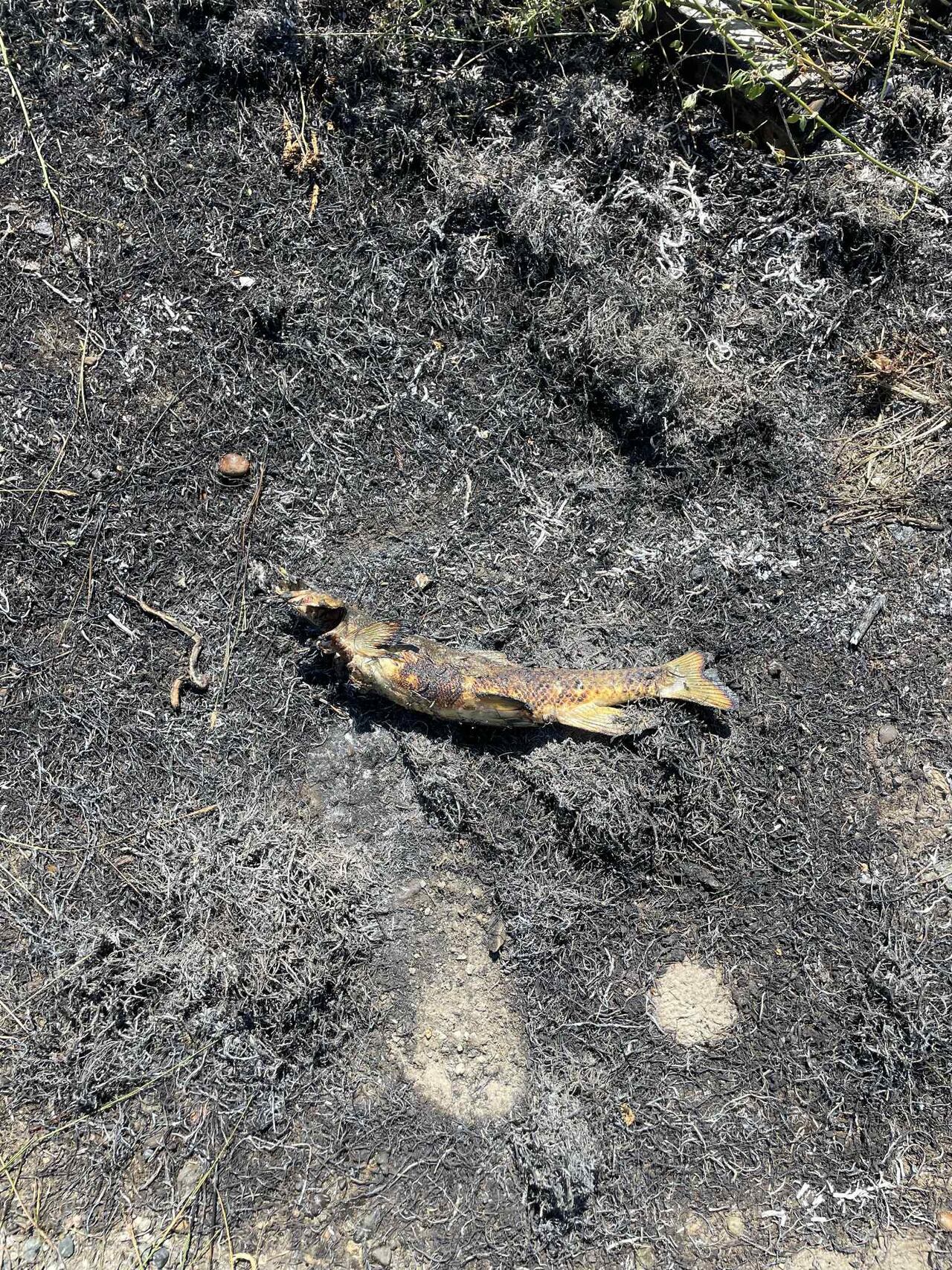 Esta imagen, cortesía del Departamento de Bomberos de Ashcroft, muestra un pez quemado en una zona al este de la Carretera 1, cerca de Ashcroft, Columbia Británica, en el mismo lugar donde se inició un incendio después de que un águila pescadora dejara caer un pez sobre un cable eléctrico, incendiando la hierba seca que se encontraba debajo, según informó el departamento de bomberos, especulando que el ave pudo haber dejado caer su presa por cansancio debido al calor excesivo el 30 de julio de 2025.