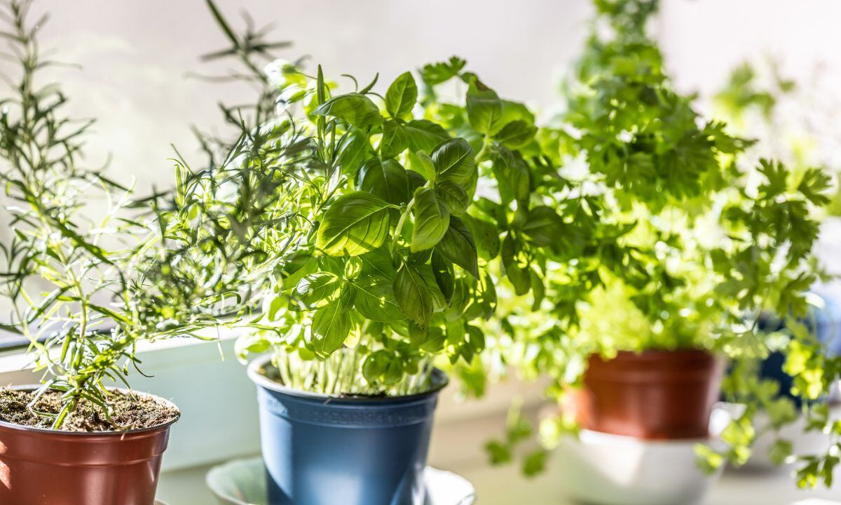 Plantas para atraer dinero.