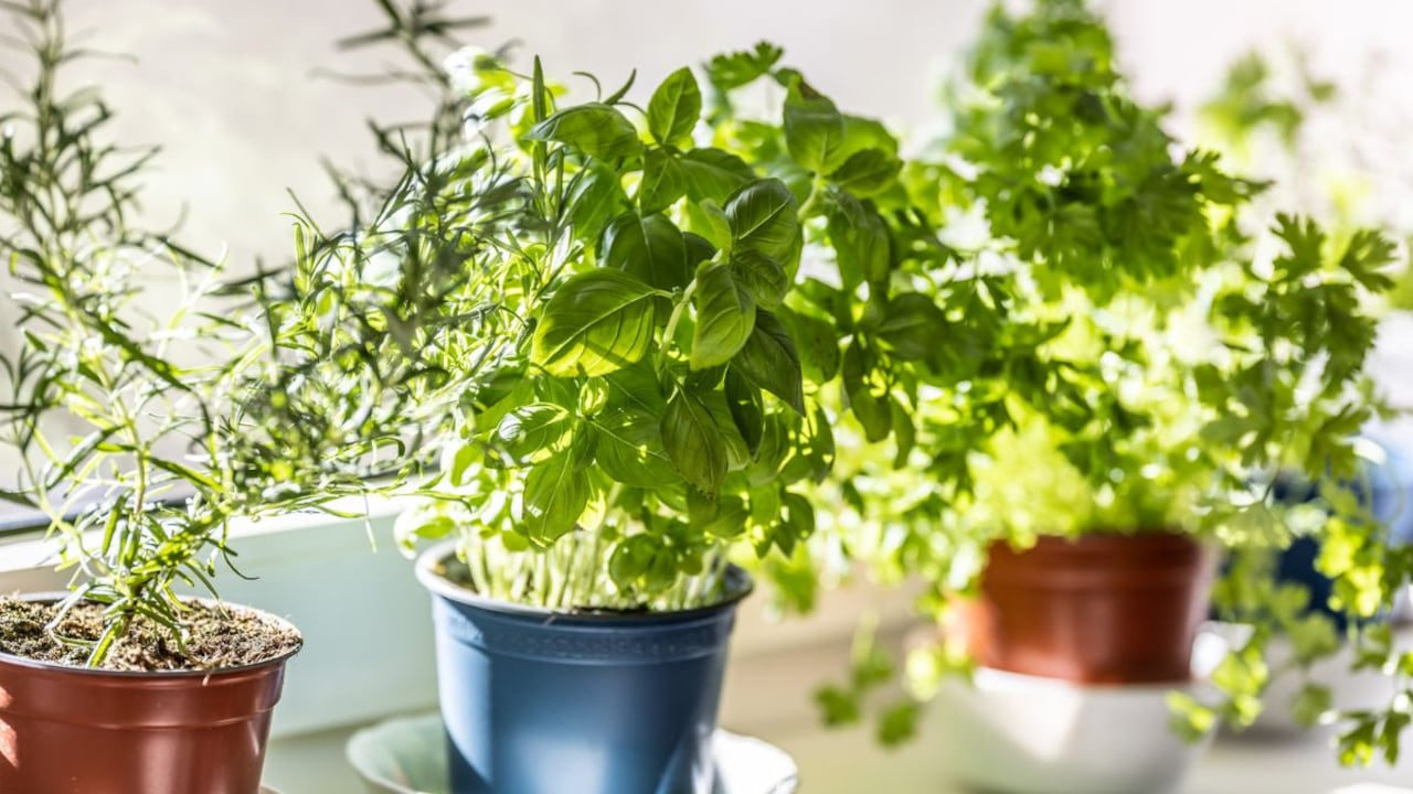 Plantas para atraer dinero.