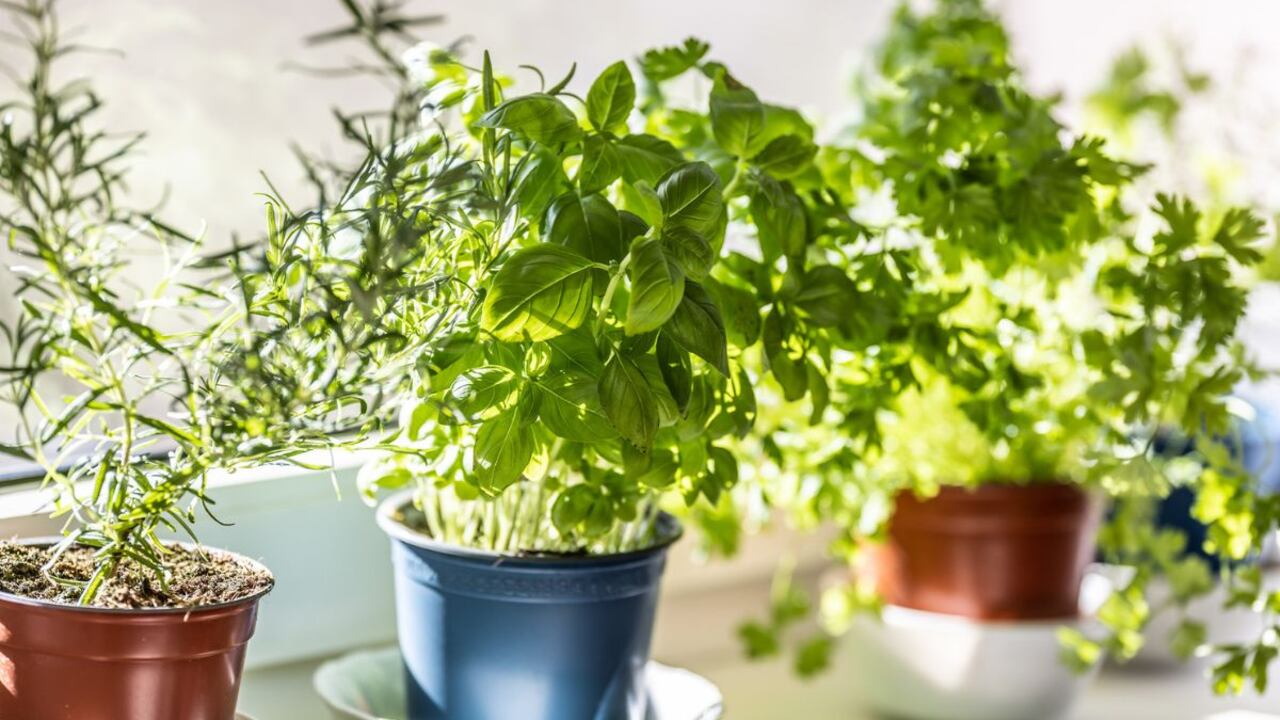 Las plantas proporcionan diferentes beneficios.