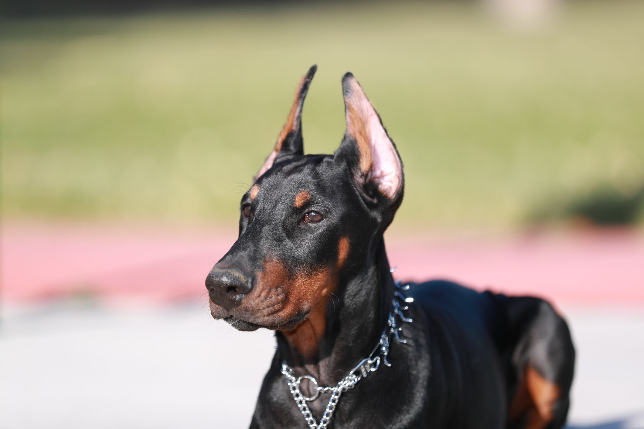 Correa, bozal y permiso oficial son requisitos obligatorios para ciertos perros en zonas comunes.