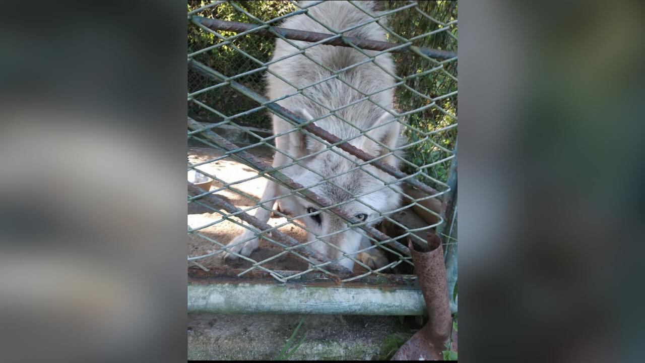 En una finca en Medellín, habita un lobo que está encadenado y enjaulado desde hace ocho años.